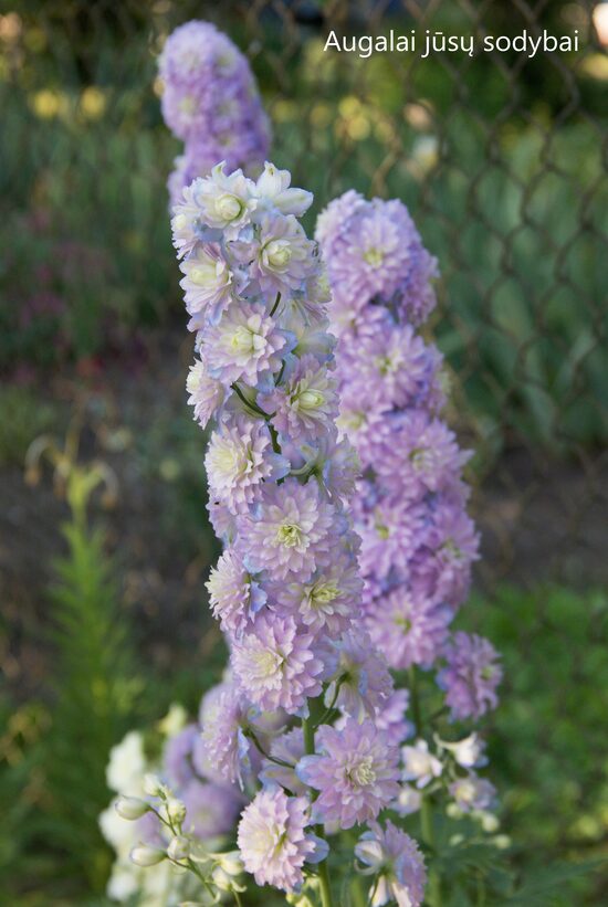 Pentinius (Delphinium) 'Rainbow Sensation'